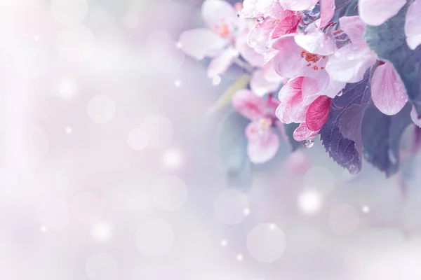 Bilden med lila färgton. — Stockfoto