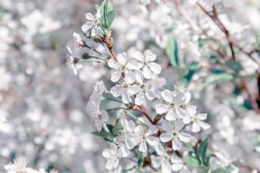 Nane gölge ile resim.