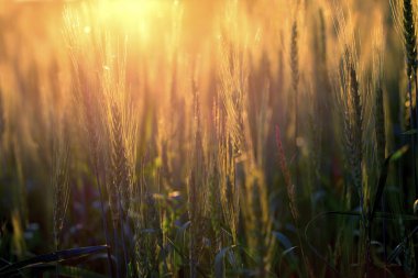 Mısır kulaklı görüntü.