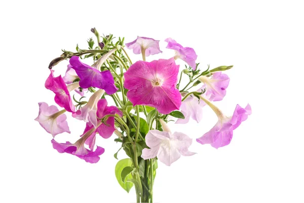 Ramo de petunias rosadas — Foto de Stock