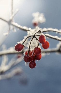 Kırmızı viburnum üzümü.