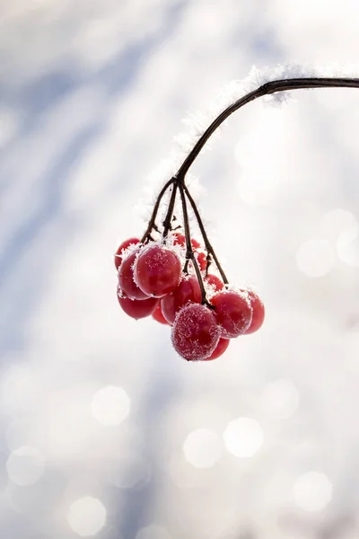 Bacche di viburno rosso. — Foto Stock