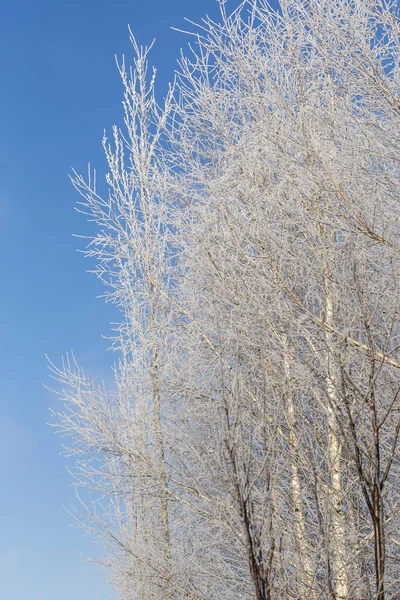 Karlı ağaçlı görüntü.