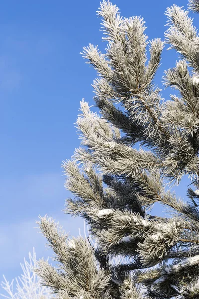 Image with snowy branches. — 스톡 사진