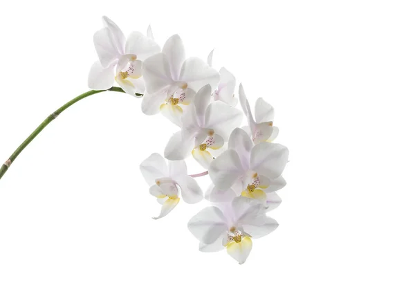 Flores de orquídeas blancas — Foto de Stock