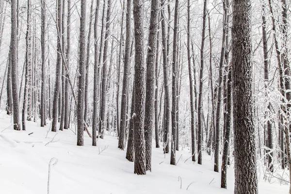 Invierno en las montañas — Foto de Stock