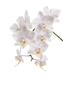 Çiçekler beyaz orkide