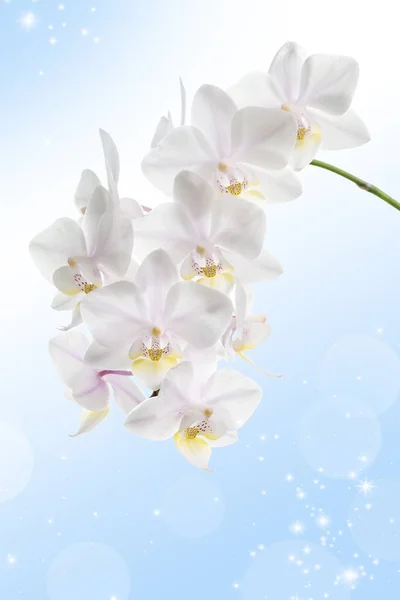 백색 난초의 꽃 — 스톡 사진