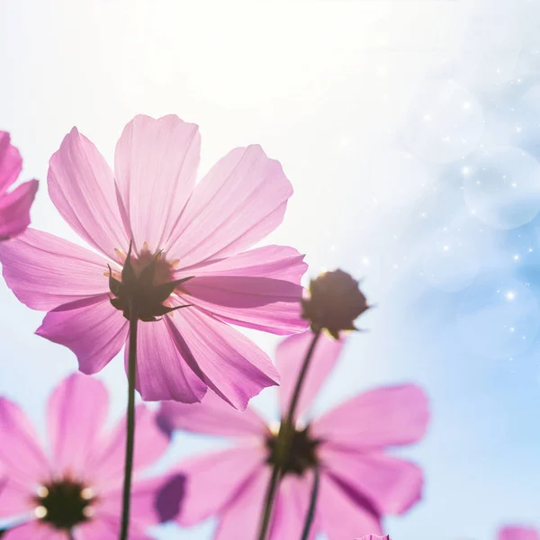 Bild mit Gänseblümchen. — Stockfoto