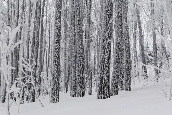 Invierno en las montañas — Foto de Stock