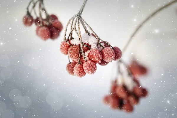 Kırmızı viburnum üzümü.