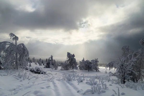 Alberi Innevati Invernali Sulle Montagne Degli Urali — Foto Stock