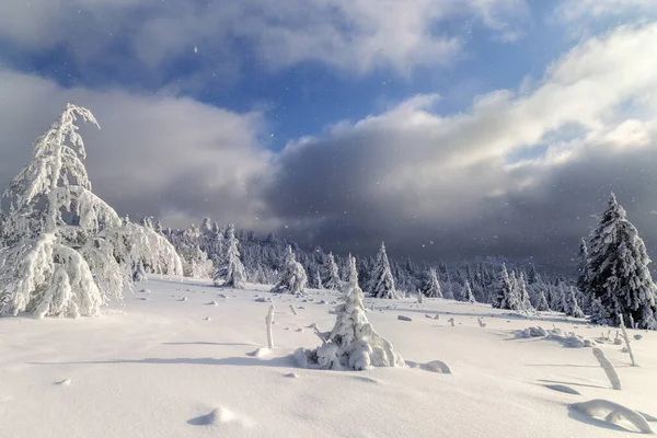 산맥의 눈덮인 나무들 — 스톡 사진