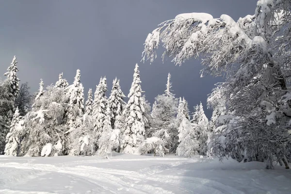 乌拉尔山区冬季积雪覆盖的树木 — 图库照片