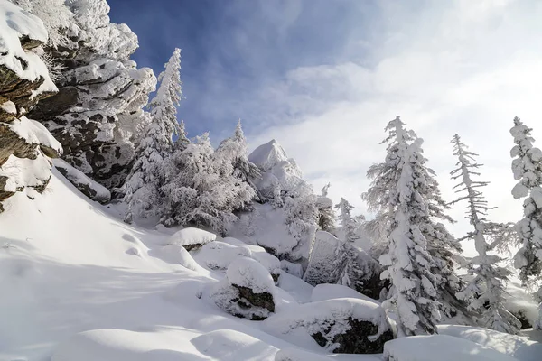 Winterbesneeuwde Bomen Oeral — Stockfoto