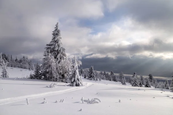 Winterschneebedeckte Bäume Ural — Stockfoto