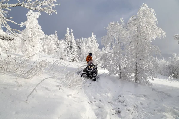 Atleta Una Moto Nieve Que Mueve Bosque Invierno Las Montañas —  Fotos de Stock