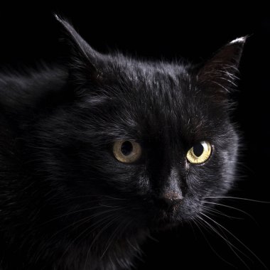 Stüdyoda siyah bir arka planda siyah bir kedi portresi.
