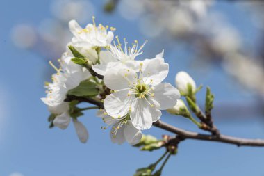 Bahar çiçekleri - güneşli bir günde beyaz kiraz ağacı çiçekleri.