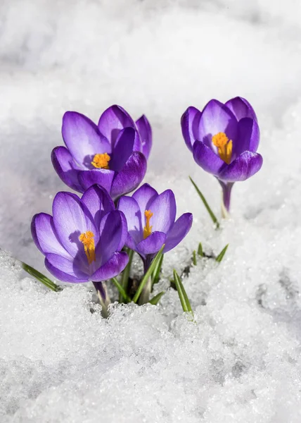 Crocus Primavera Neve Iluminado Pelo Sol — Fotografia de Stock