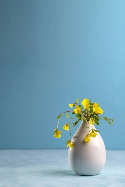 Mavi Arka Planda Beyaz Bir Vazoda Sarı Çiçekler — Stok fotoğraf