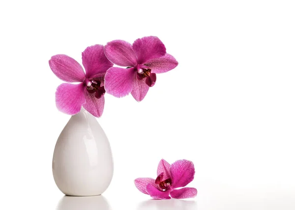 Orchidée Dans Vase Blanc Sur Fond Blanc — Photo