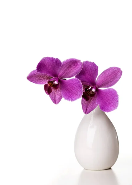 Orchidée Dans Vase Blanc Sur Fond Blanc — Photo
