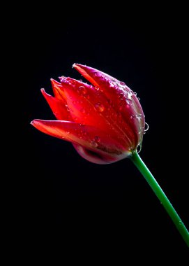 Karanlık bir arka planda güzel bir lale. Çiçek yapraklarının üzerine bir damla su..