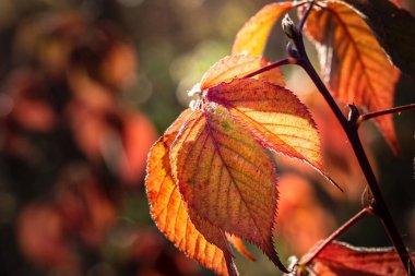 Sonbahar arka planında parlak sonbahar dalları.