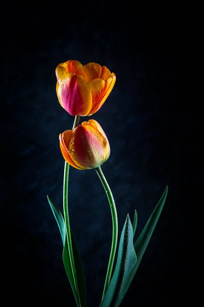 Dwa Tulipany Kroplami Rosy Ciemnym Tle Pojęcie Miłości — Zdjęcie stockowe