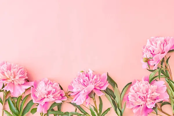 Flat lay border with pink peonies on a pink background