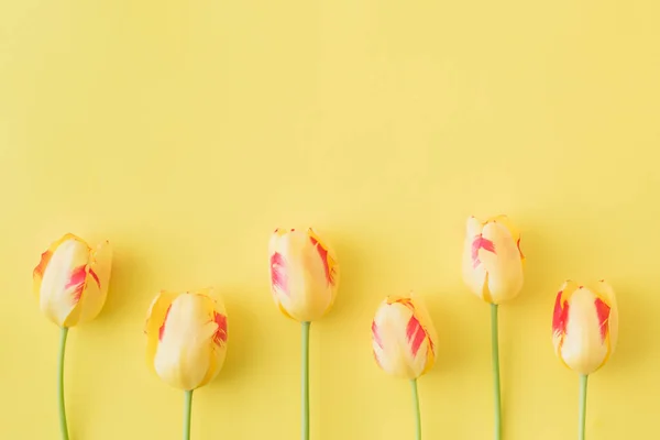 Flat lay composition with yellow tulips on a yellow background