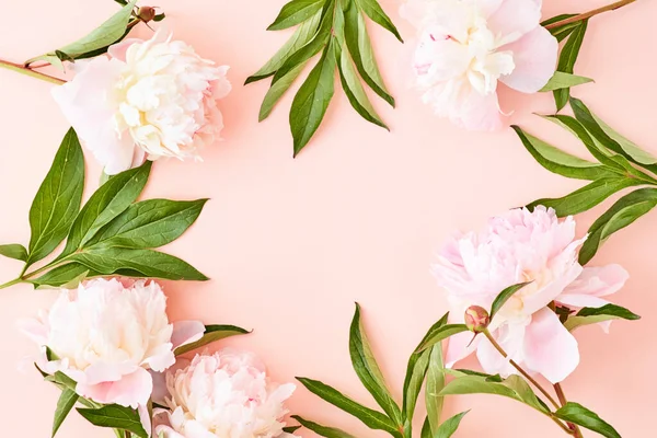 Flat lay frame with light pink peonies on a pink background