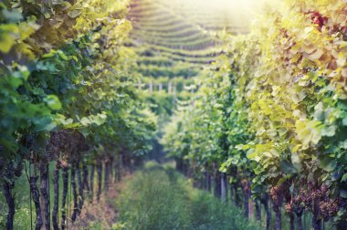 Vineyard in Italy at sunset clipart