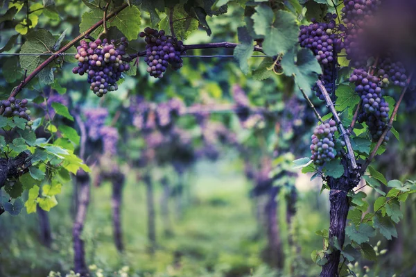 Wijngaard in Italië bij zonsondergang — Stockfoto
