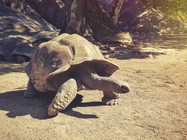 Μεγάλες χελώνες στις Σεϋχέλλες, το νησί της La Digue — Φωτογραφία Αρχείου