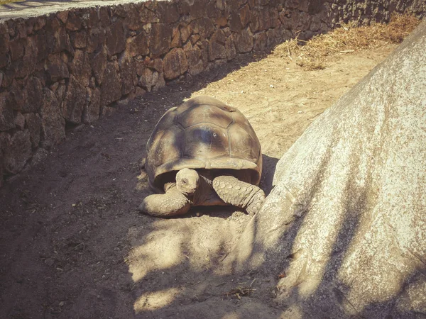 세이셸, 라 디 구에의 섬에에서 큰 거북이 — 스톡 사진