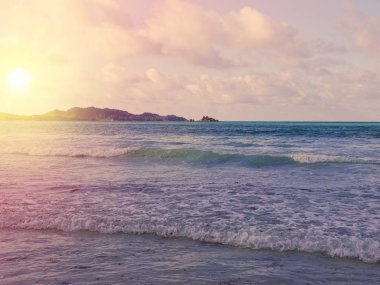 Tropikal Seyşel Adaları. La Digue palmiye ağaçlarının