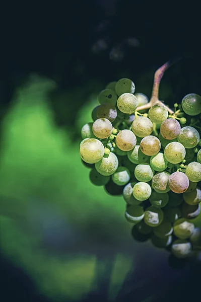 Vinice v Itálii při západu slunce — Stock fotografie