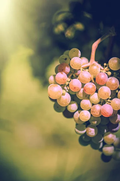 Vineyard in Italy at sunset — Stock Photo, Image