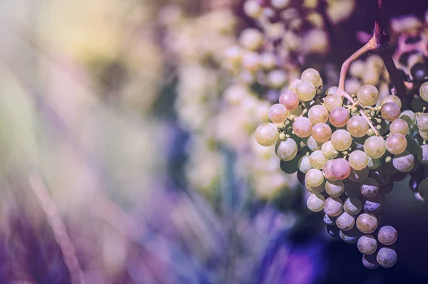 Vinice v Itálii při západu slunce — Stock fotografie