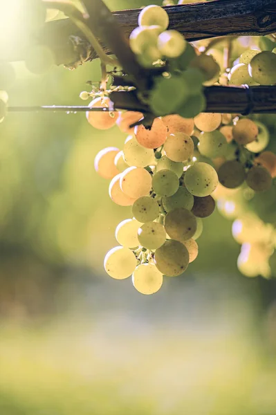 Vineyard in Italy at sunset — Stock Photo, Image