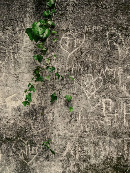 Dunkle Ziegelmauer mit Graffiti mit grüner Blume — Stockfoto