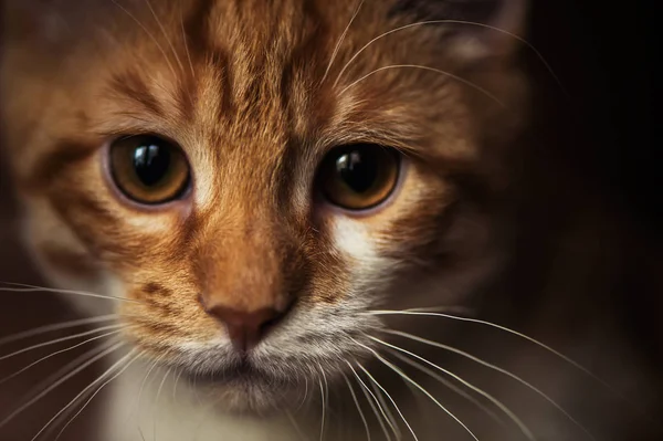 Gatinho vermelho pequeno bonito. Macro imagem — Fotografia de Stock