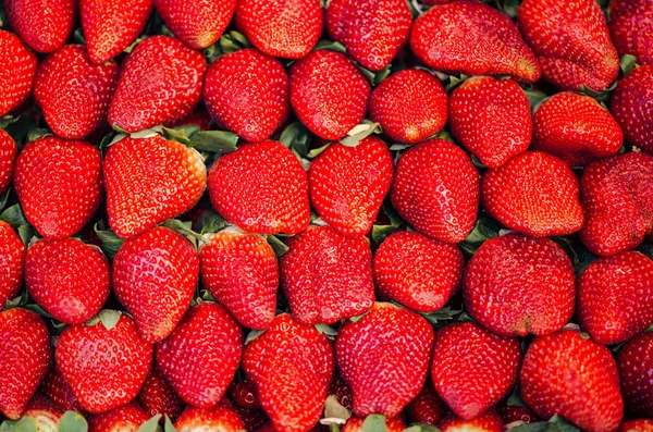 Macro photo de beaucoup de fraises en plein cadre . — Photo
