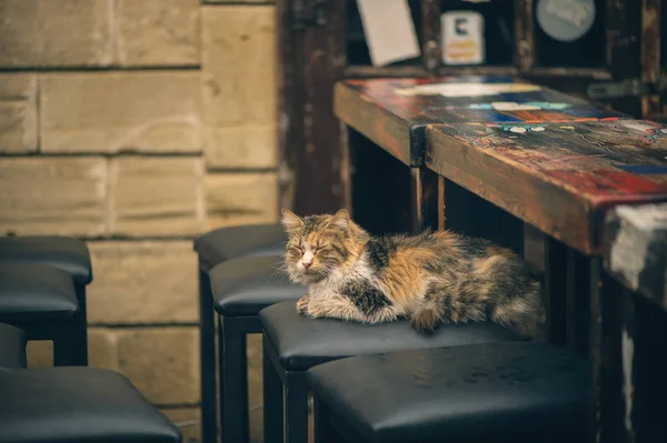 Влажная кошка под дождем на стуле возле стойки бара — стоковое фото
