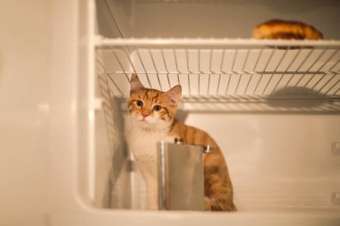 Küçük kırmızı kedi yavrusu buzdolabı ve bir kruvasan ve bir demir şişeye oturuyor. Sarhoş üzgün kedi
