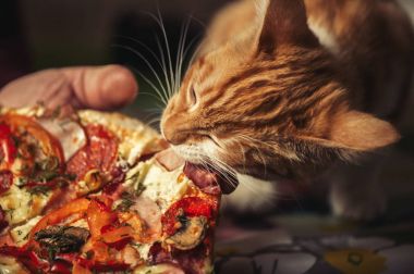 Şirin kırmızı kedi yavrusu büyük pizza yiyor.