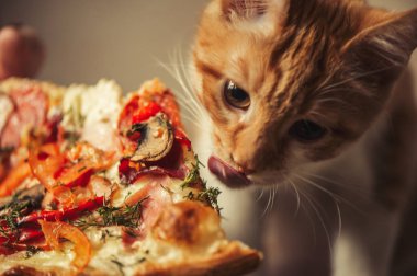 Şirin kırmızı kedi yavrusu büyük pizza yiyor.
