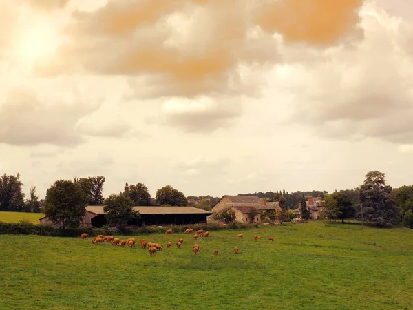소 일몰 프랑스에서 풀밭에 방목. 프랑스 마을의 풍경 교외 — 스톡 사진